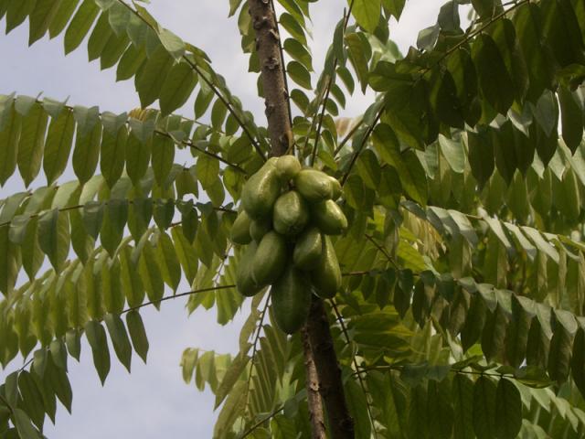 معرفی و راهنمای پرورش درختان میوه - بیلیمبی